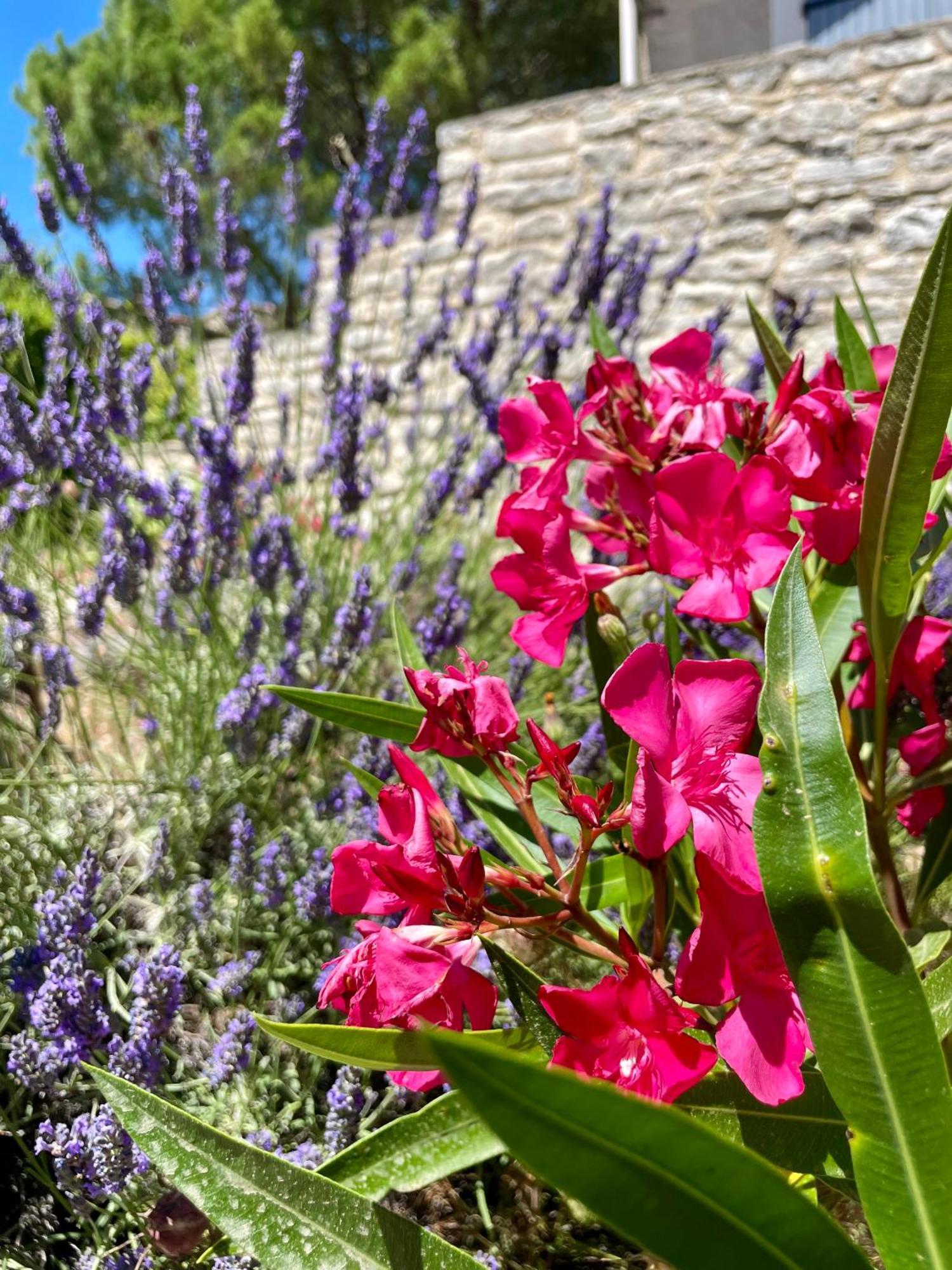 Gîte l’Inattendu Vachères Extérieur photo